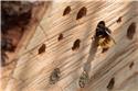 Veranstaltungsbild Insektenhotel